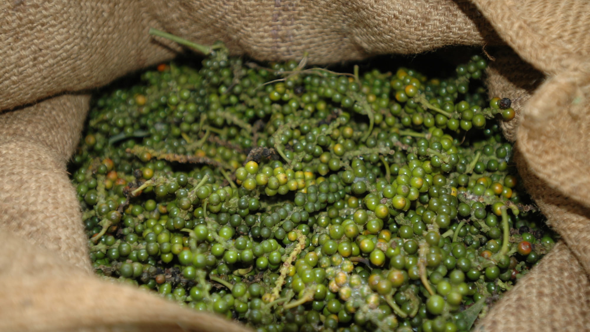 Перець зелений