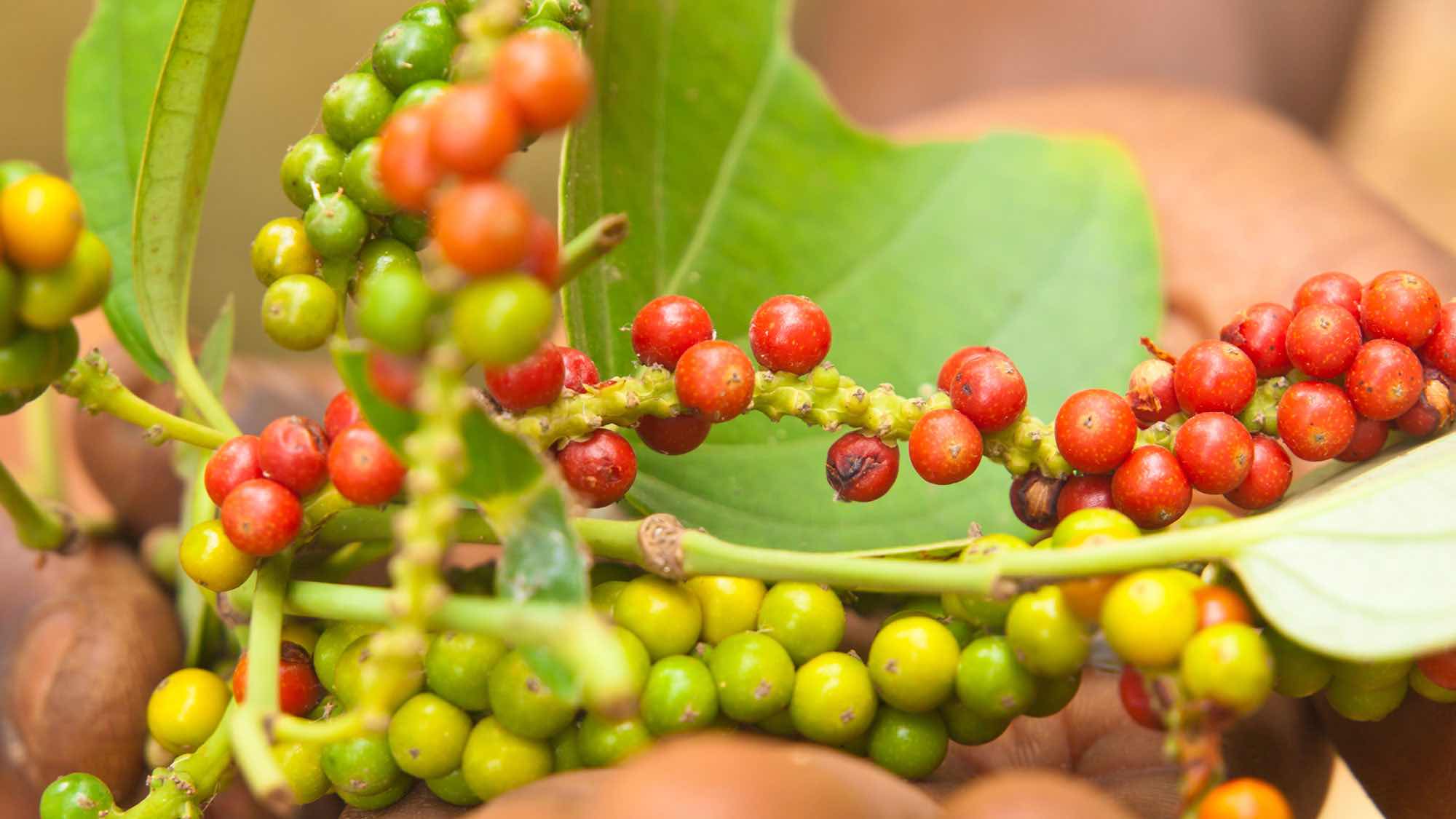 Перець рожевий