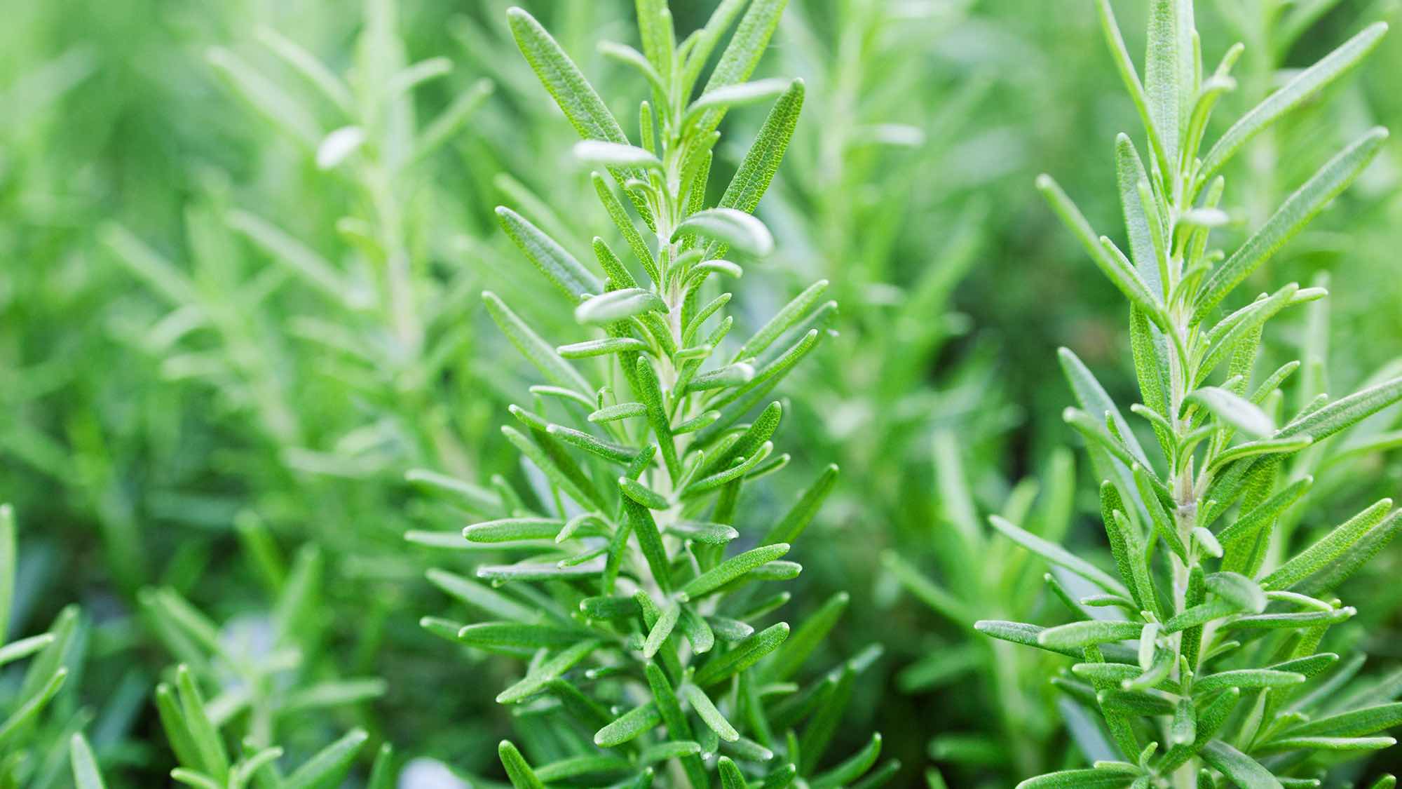 Золота медаль Дегустаційного конкурсу 2013