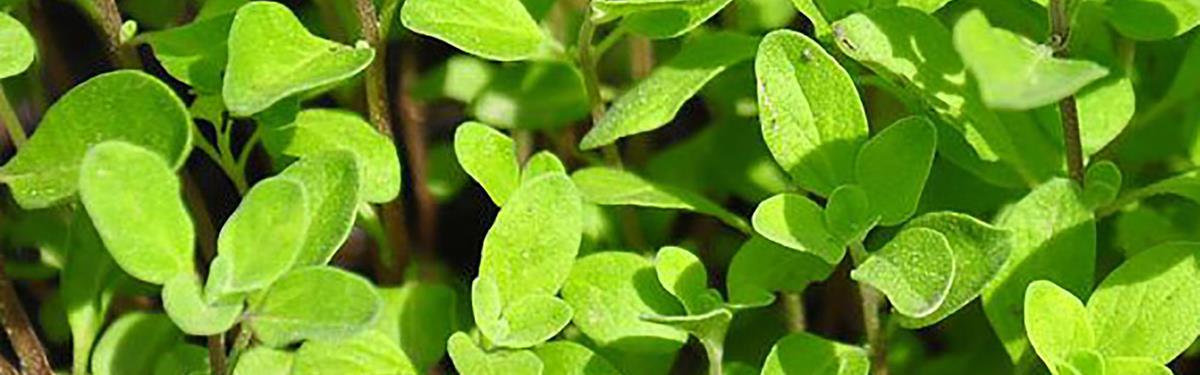 duze_opakowania_Kamis_ziola_i_przyprawy_2000